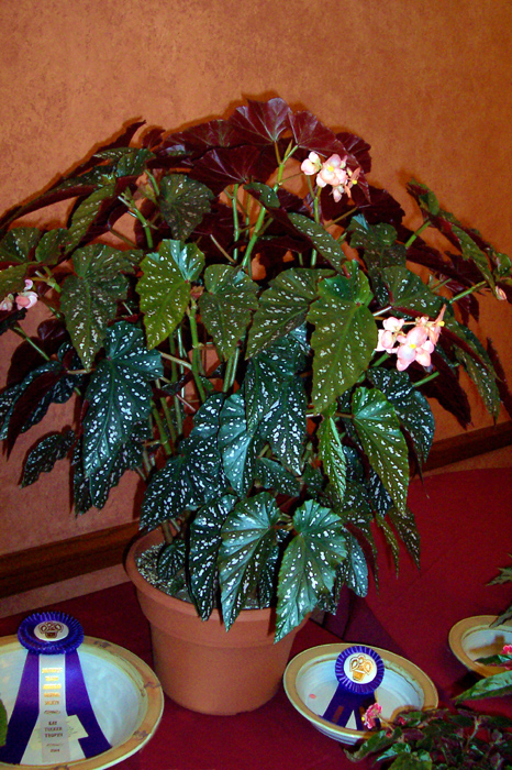 B. ‘Vivian Hill’